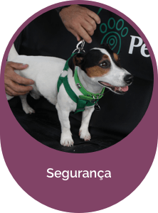 Segurança PetDriver Segurança PetDriver